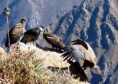 /album/mapa-trekking1/condor-jpg/