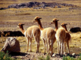 /album/mapa-colca/vicunas-png/